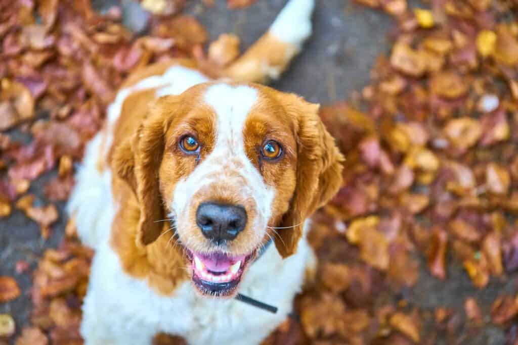 Przyjazny pies rasy cocker spaniel na tle jesiennych liści, uśmiechnięty, w miłym otoczeniu parkowym.